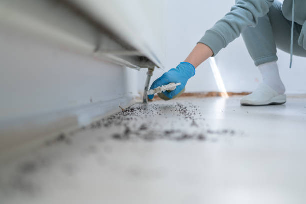 Best Flea Control Services  in Umatilla, FL